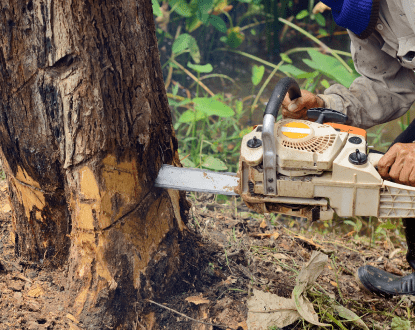 TREE REMOVAL